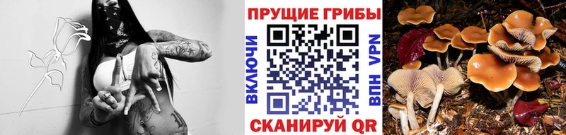Галлюциногенные грибы Magic Shrooms  Шацк 